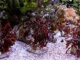 海藻類2.17更新